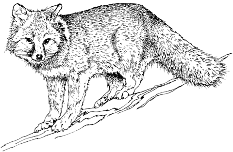Realistic Grey Fox Coloring Page Free Printable Coloring Pages
