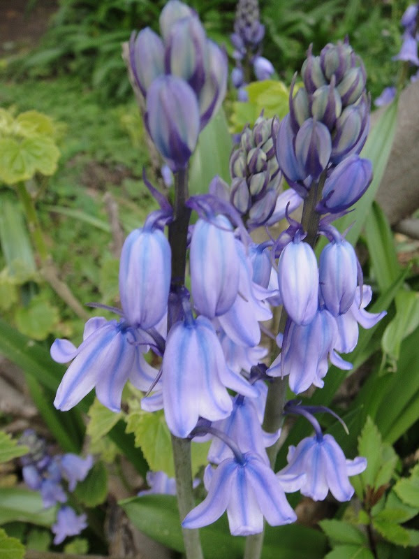 花弁 １枚 野の花図鑑