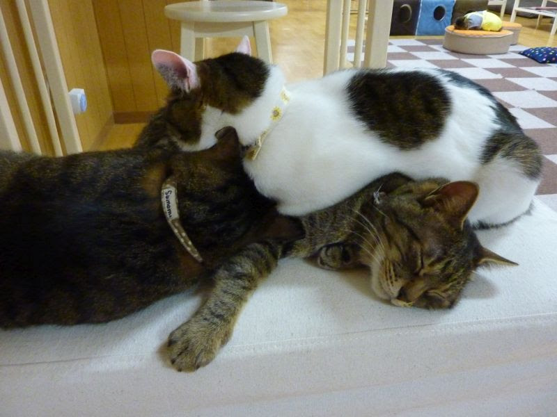 かわいそうななでしこさん Poor Nadeshiko u2013 元猫カフェねこ会議のブログ