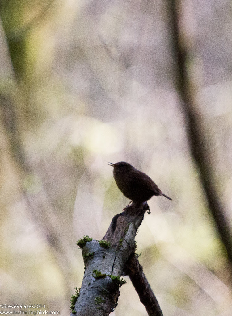 Pacific Wren