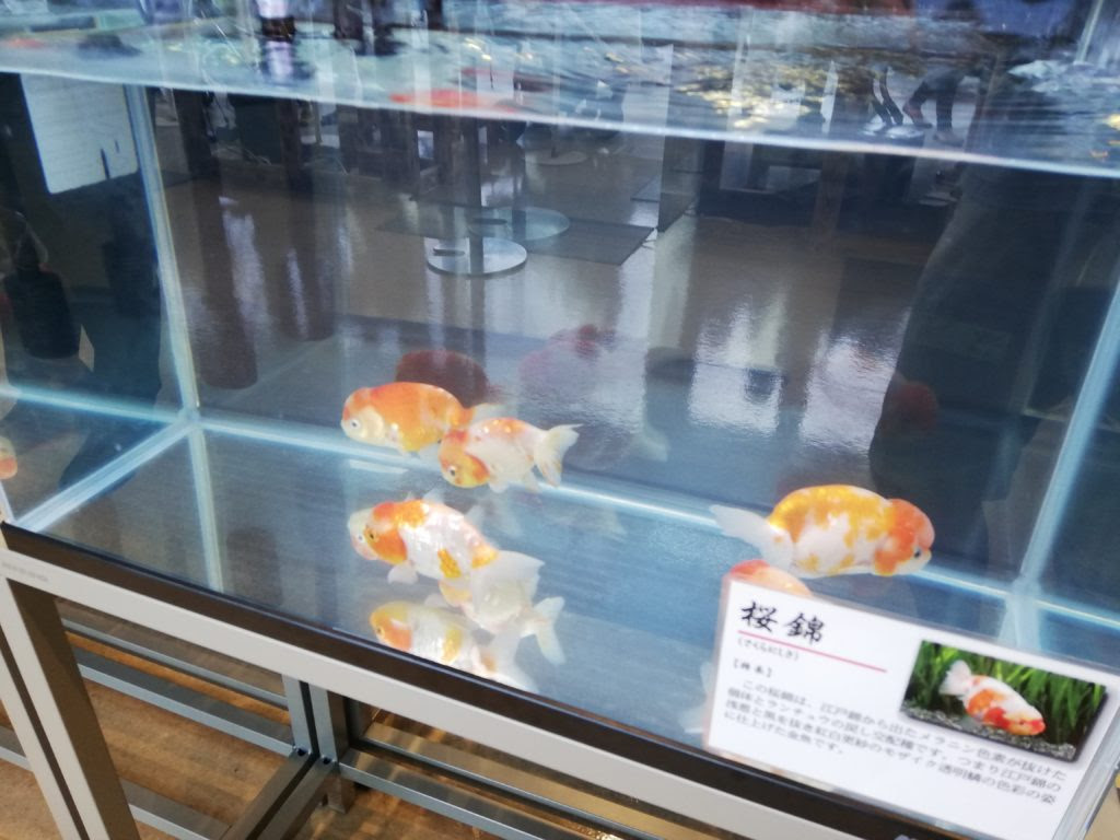 19アクアリウムフェアに行ってきた その２イベントスペース