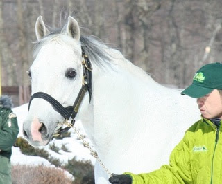 容姿 実績で歴代最高の競走馬 マチカネフクキタレ