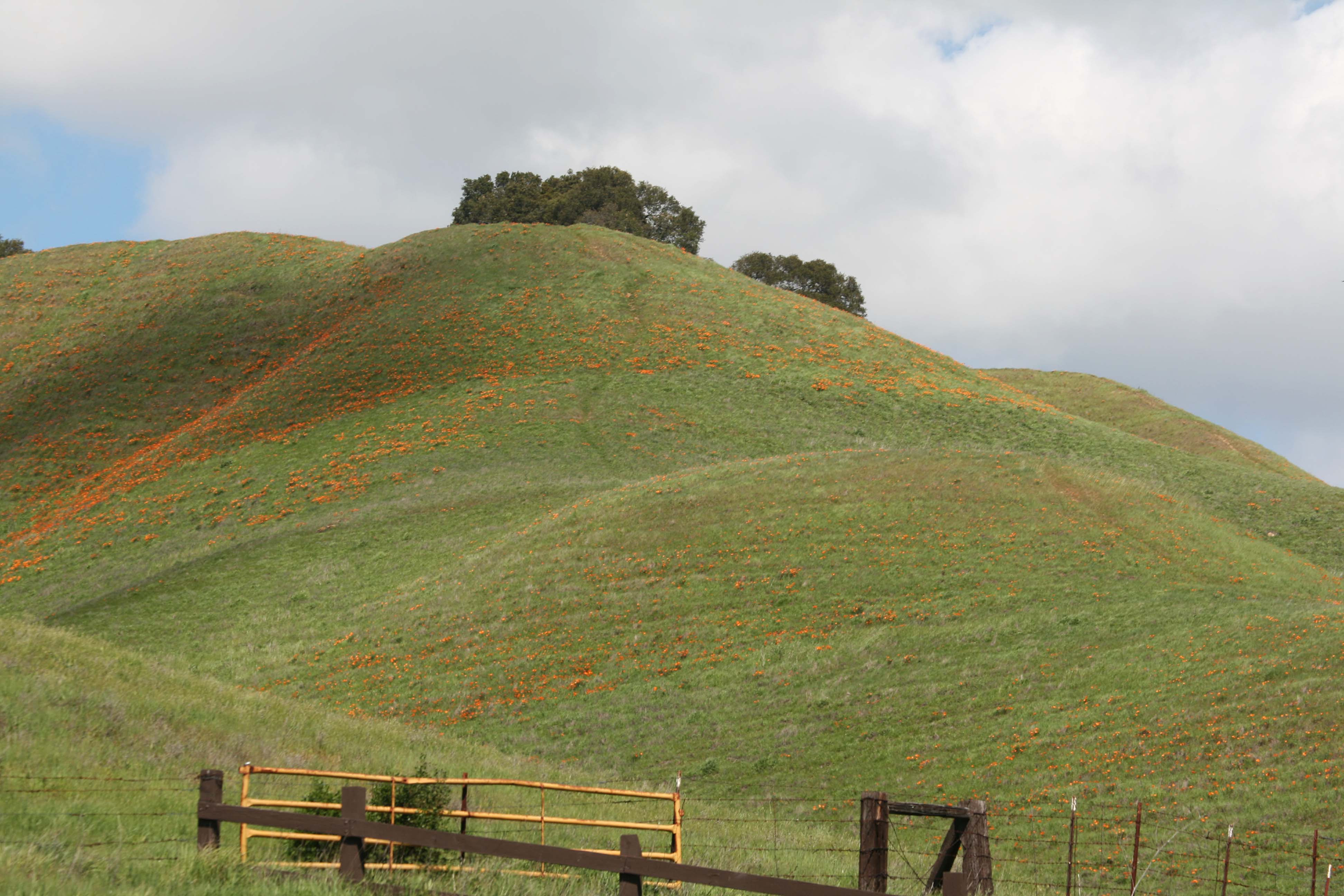Pictures of Briones Regional Park