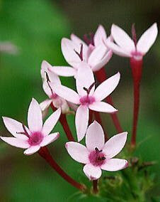 花 ペンタス 9月26日の花と花言葉 ペンタス 魅る魅るガーデニング