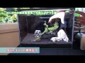 √画像をダウンロード 水草レイアウト 熱帯魚 水槽 おしゃれ 717947