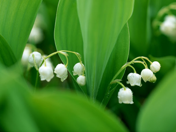 スズランの花言葉 幸せの約束 純粋
