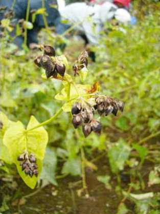 乱蘭通信１４０号 季節の植物 秋そば