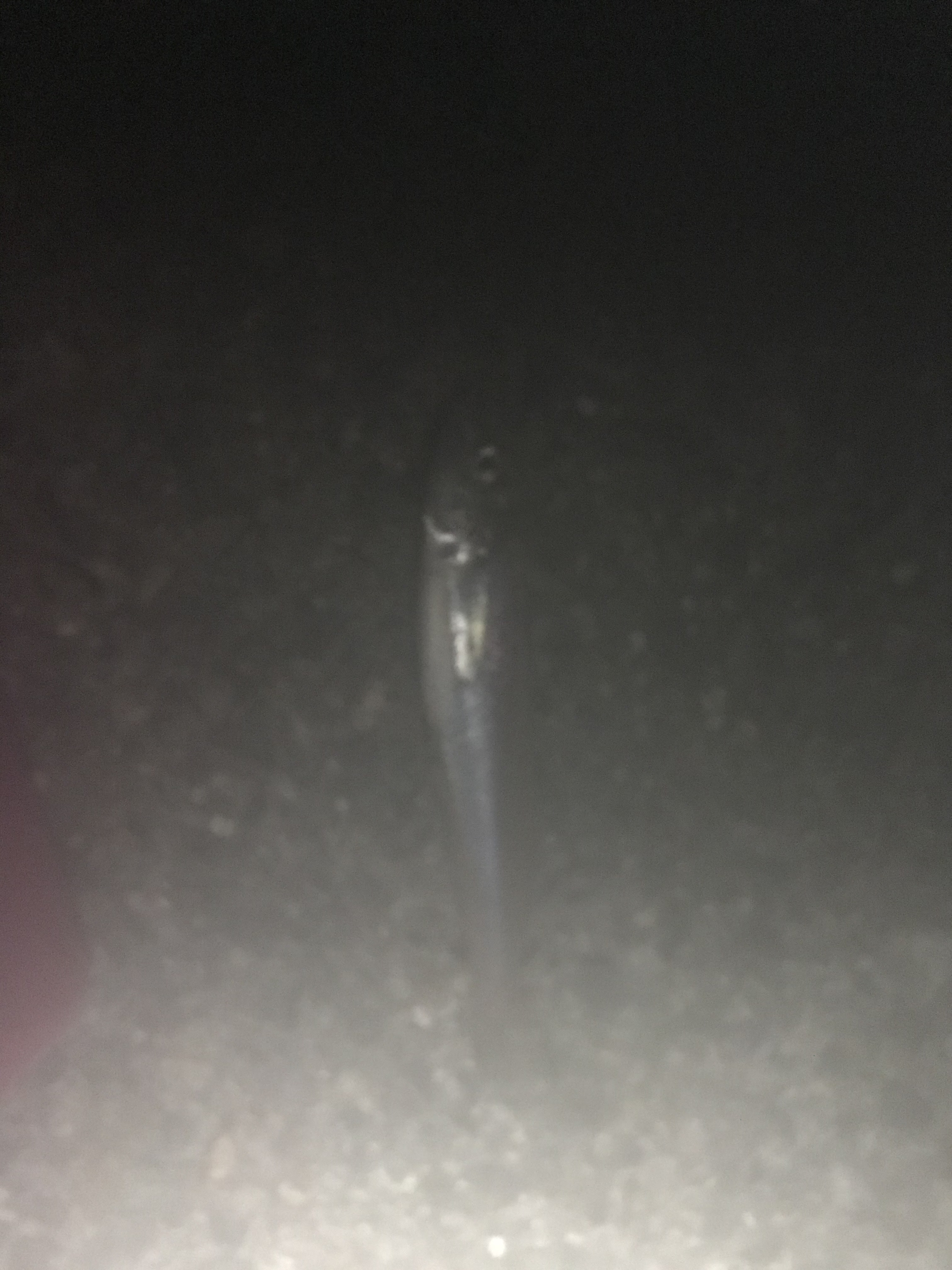 夜釣りでもキスは釣れる ヒラマサとアオリイカを求めて