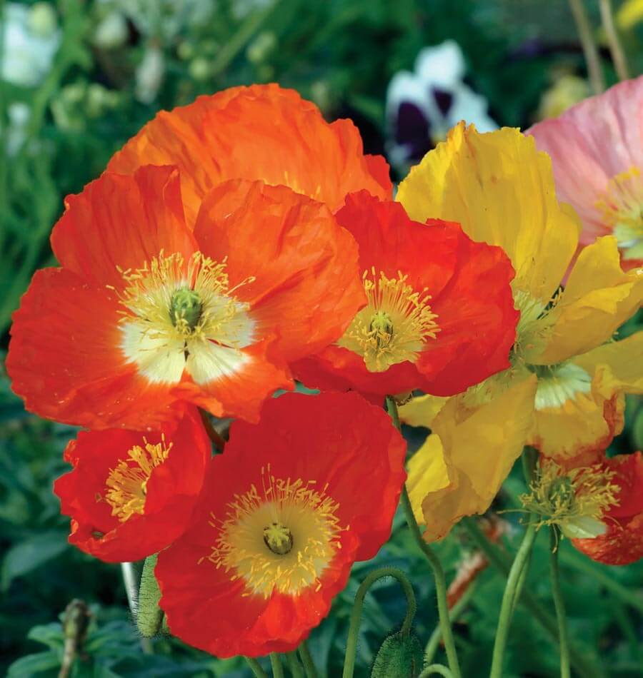 Poppy