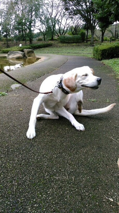 犬が前足や後ろ足で顔や体を掻く理由 犬と一緒に はじめてのパピーウォーカー