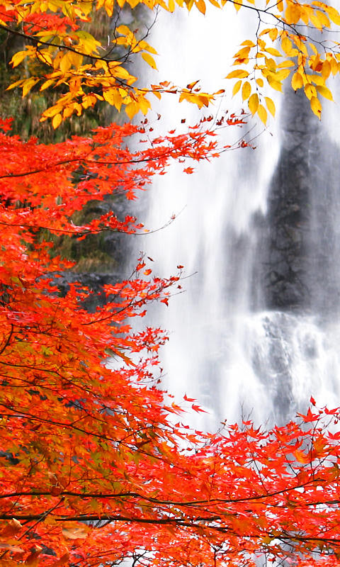 携帯壁紙 紅葉の壁紙待ち受け画像wvga縦 480 840 兵庫と神戸の写真ブログ
