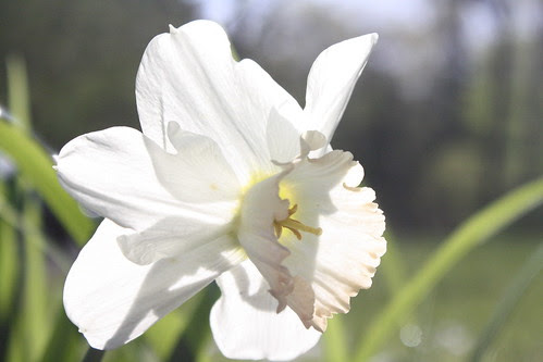 front yard daffodil