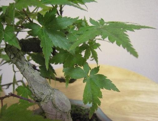 もみじの葉裏に黒くて羽のある虫が 盆栽マンション日記