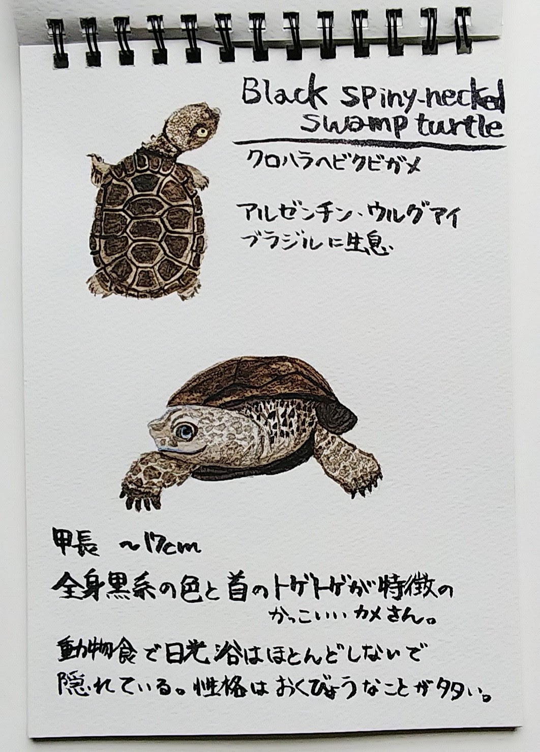 世界の小さなカメさん達 生き物描き巡り
