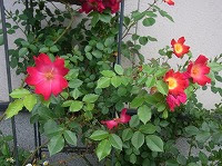 ７月３１日の誕生花 ツルバラ 蔓薔薇 の花言葉 いつも美しい 無邪気 な 愛 の花クライミング ローズ 弥生おばさんのガーデニングノート 花と緑の365日 楽天ブログ