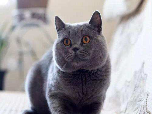 家有小猫：猫脸上长了一个硬疙瘩不掉毛发黑，猫身上结痂掉毛_猫咪