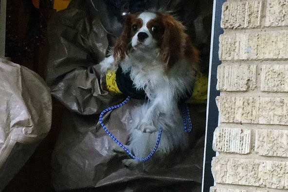 Bentley, the one-year-old King Charles Spaniel belonging to Nina Pham, a nurse who contracted Ebola.