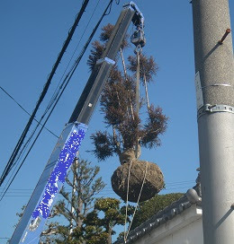 安心価格 大きな松 マキ モミジ台杉 桜 植木 庭木の販売 京都 滋賀 奈良 大阪