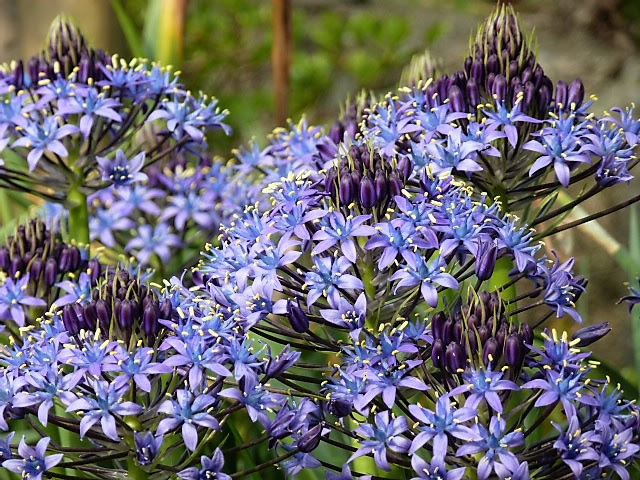 花の名前 黄金の雨になって