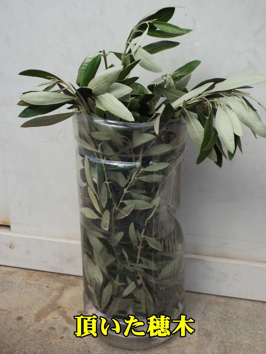 送って頂いたオリーブ穂木で挿し木です ウイークエンド果樹栽培 トピックス