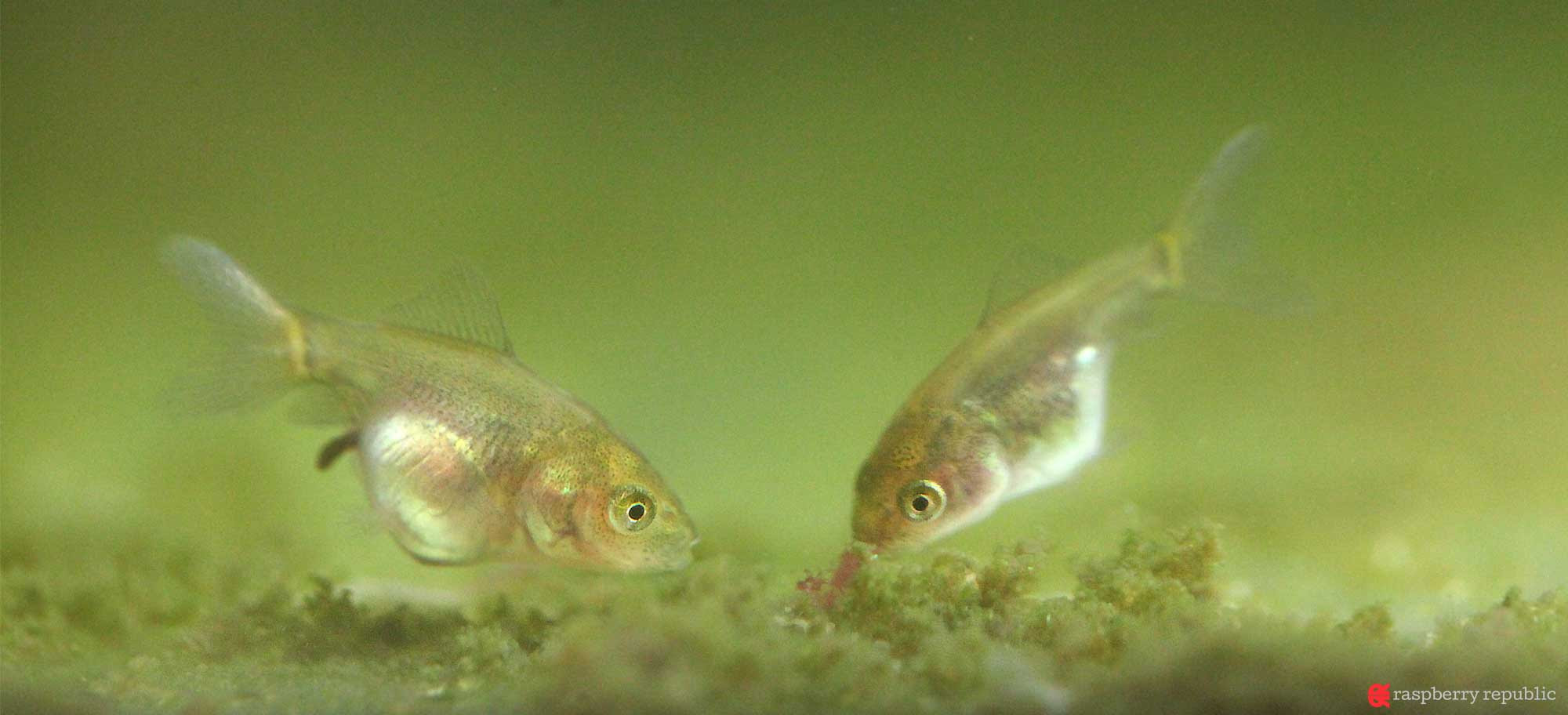 ラクラク稚魚飼育17 経過観察 E06 E07 金魚飼育マニュアル 木苺共和国