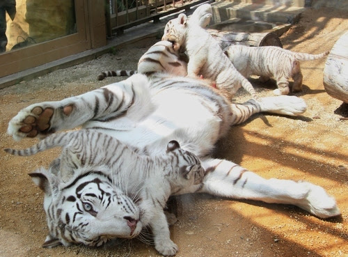 朝日新聞デジタル ホワイトタイガーに歓声 ベビー４頭公開 東武動物公園 ニュース特集