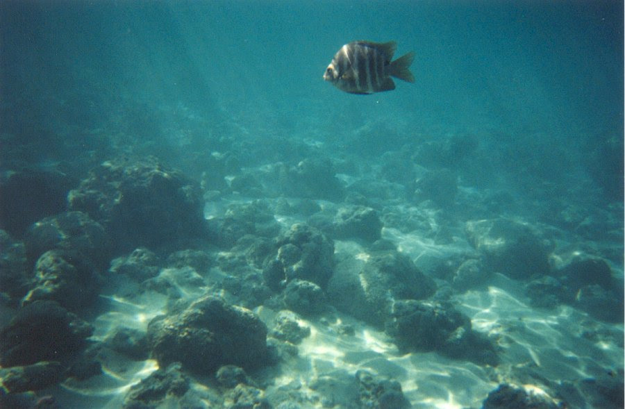 Hanauma Bay reef