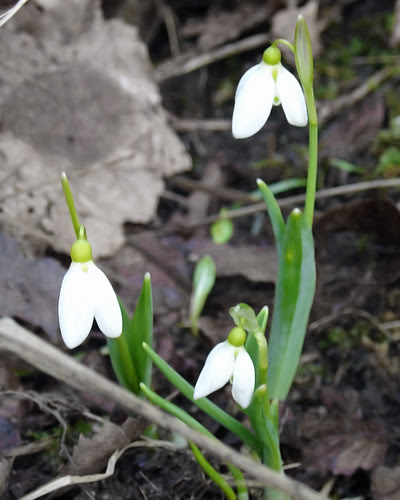 Lumikellot Snowdrops