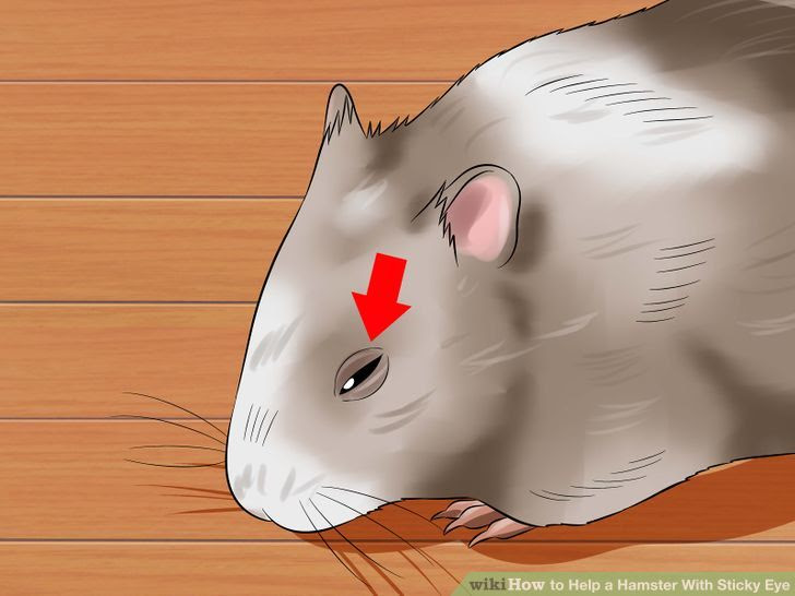 Help a Hamster With Sticky Eye Step 2 Version 2.jpg