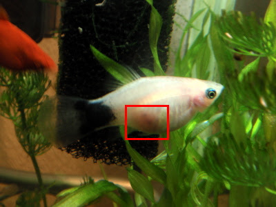 Ujp アクアリウムカテゴリのエントリ