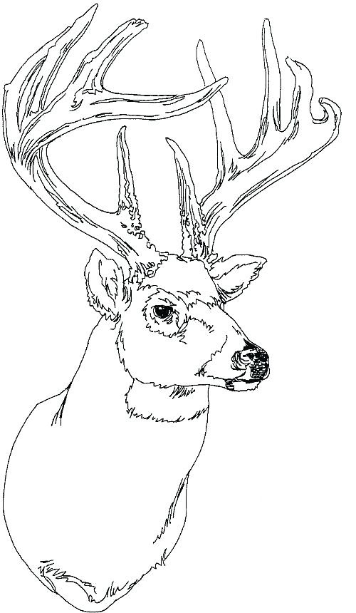 The best free Deer head drawing images. Download from ...