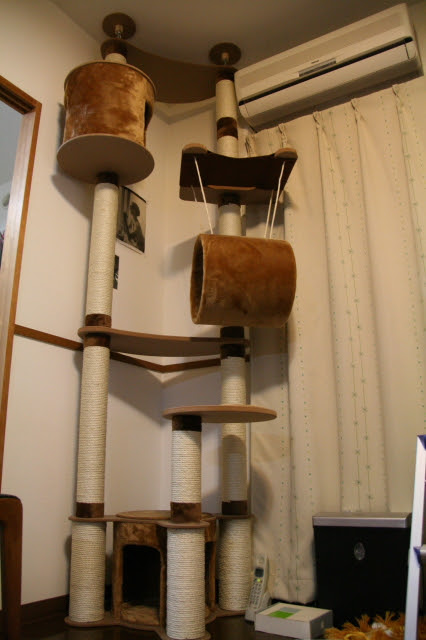 狭い部屋にキャットタワーを置いてみた 新 まおれんのなわばり
