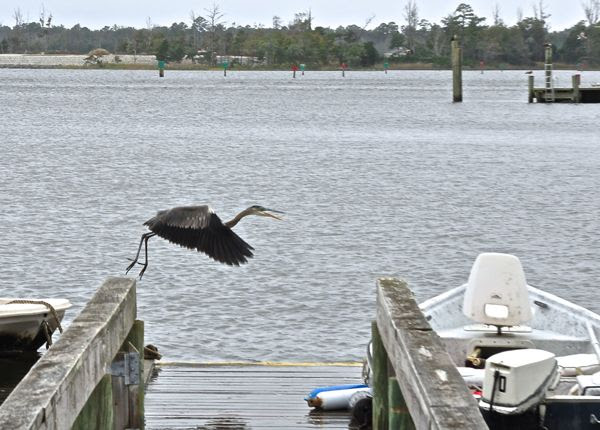 Great Blue Heron