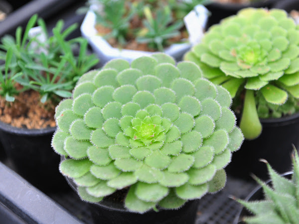 新井エンゲイ マイタウンさいたま 浦和 大宮 与野 岩槻