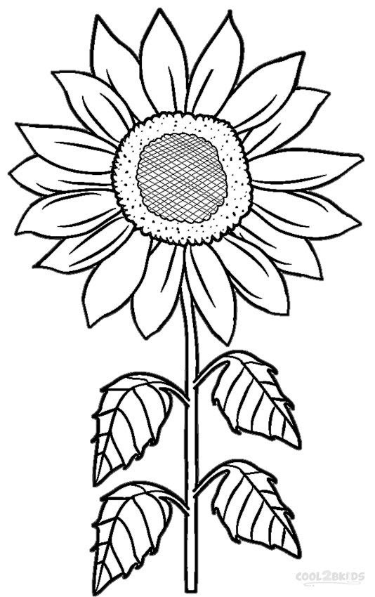 Sunflower Coloring Pages For Adults at GetColorings com 