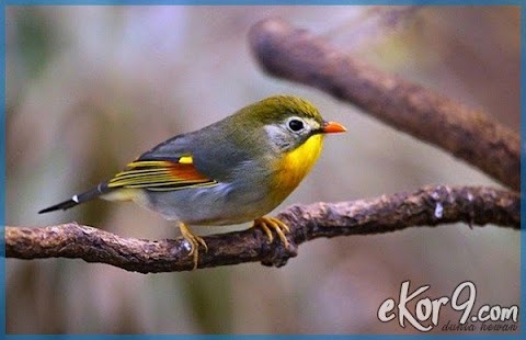 nama nama burung di malaysia