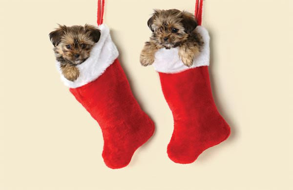 Christmas dogs