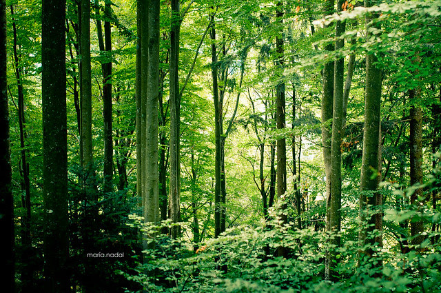 selva negra bosque PEQ-1