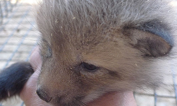 Cute Tamed Foxes (12 pics)