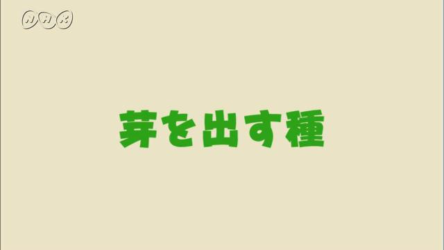 芽を出す種 理科５年 ふしぎワールド Nhk For School