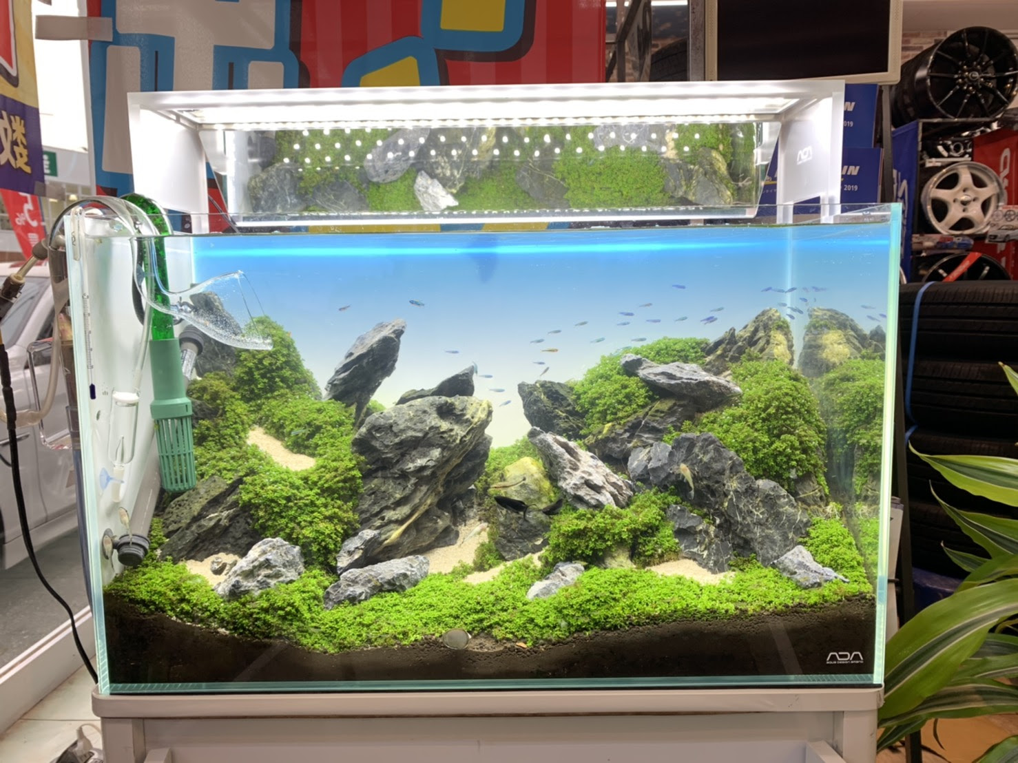 ブログをサボって出張ばかりいっておりました Aquarium Tall Man