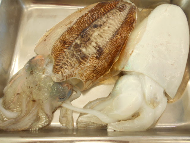 魚のさばき方と魚料理のコツ 甲いか 神戸市中央卸売市場本場 とれたて市場ブログ