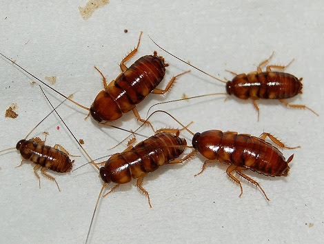生き物 昆虫 他 ゴキブリ オオクロゴキブリ 幼虫５匹セット