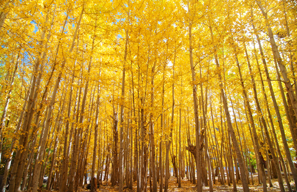 Wide angle fall Aspen Trees , Leh District in the state of Jammu and Kashmir, India.