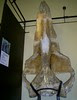 4mya balaenoptera