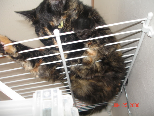 Cat in Dryer (kitten, time, kitty) - Cats - Page 2 - City-Data Forum