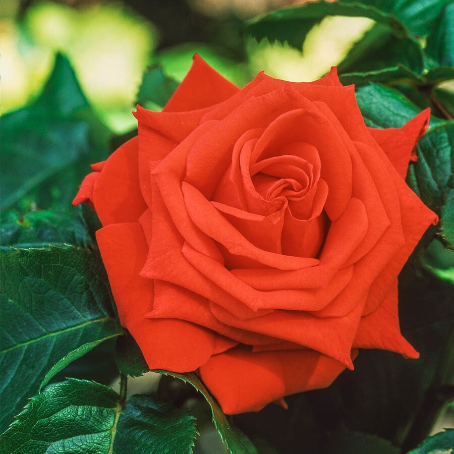 Spring Hill Nurseries Bare Root Orange Flowering Tropicana Hybrid Tea Rose In The Roses Department At Lowes Com