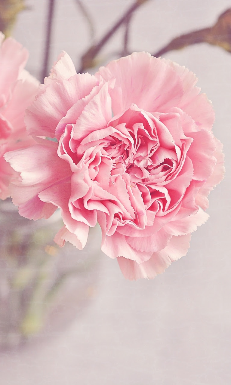 Light Pink Carnations Flowers In A Vase Ultra Hd Desktop Background Wallpaper For 4k Uhd Tv Widescreen Ultrawide Desktop Laptop Multi Display Dual Monitor Tablet Smartphone