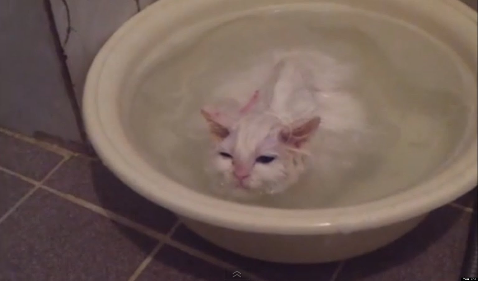 Cat Loves Warm Bath, Doesn't Want To Leave (VIDEO) | HuffPost