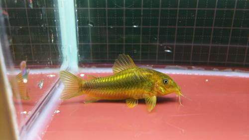 あくあしょっぷ石と泉 コリドラス Sp イルミネータス ゴールド Wild 約4 5cm